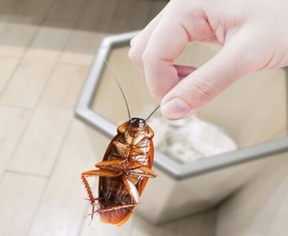 Controlling Cockroaches