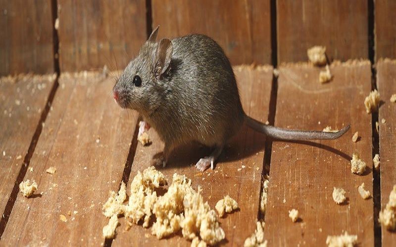 A Mouse Pest Control