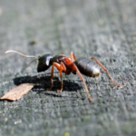 Eliminate Carpenter Ants