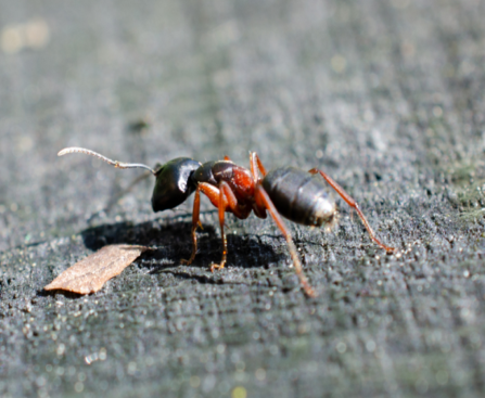 Eliminate Carpenter Ants