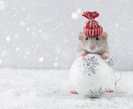 Rodent-Proofing Your Home in Winter