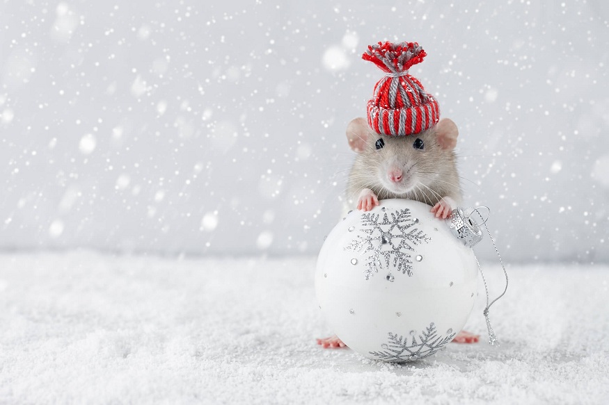 Rodent-Proofing Your Home in Winter