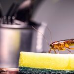 Pest Control in Keeping
