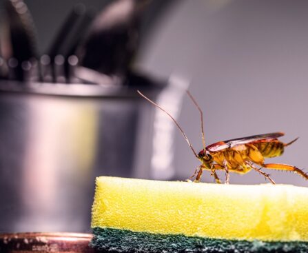 Pest Control in Keeping