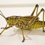 Pest Problems Worse
