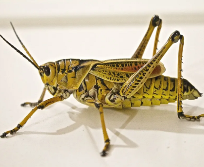 Pest Problems Worse