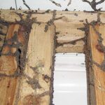 Termites in Your House