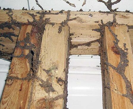 Termites in Your House