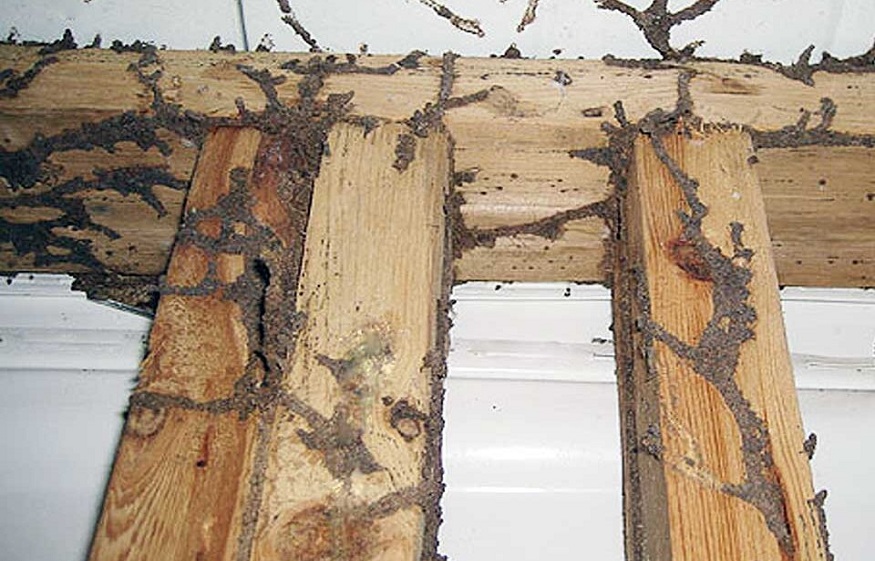 Termites in Your House