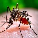 Manchester mosquito control