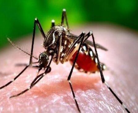 Manchester mosquito control