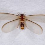 Termite Swarms Indoors