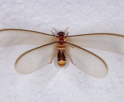 Termite Swarms Indoors