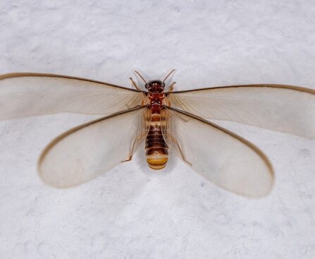 Termite Swarms Indoors